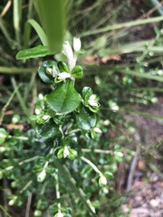 Ozothamnus cuneifolius
