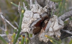 Hakea obliqua