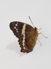 Anartia fatima