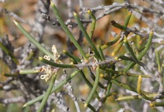 Hakea obliqua