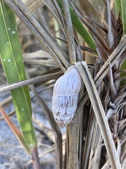 Cerion tridentatum