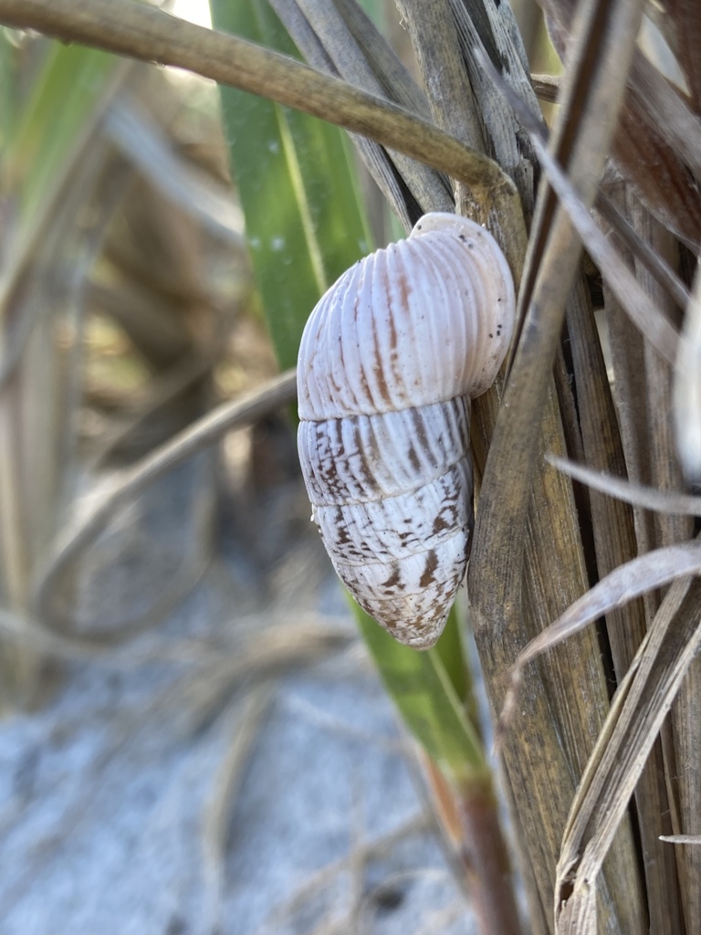 Cerion tridentatum