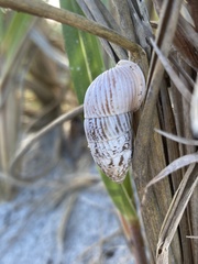 Cerion tridentatum