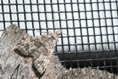 Alucita adriendenisi