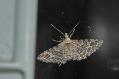 Alucita adriendenisi