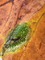 Phyllonorycter platani