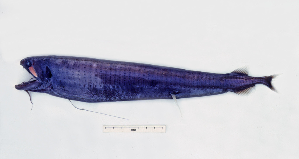 Threadfin Dragonfish