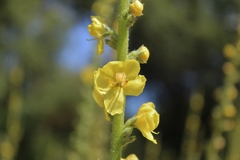 Verbascum simplex