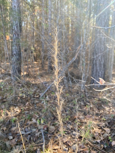 Aristida purpurascens, photograph 6