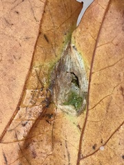 Phyllonorycter platani