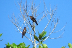 Brachygalba lugubris