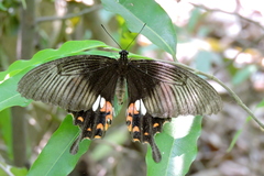 Papilio polytes