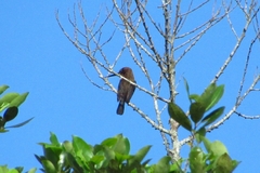 Brachygalba lugubris