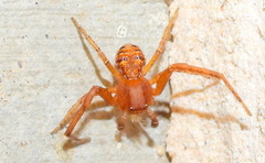 Xysticus funestus