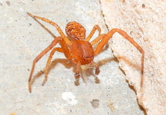 Xysticus funestus