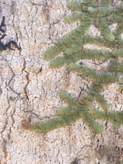 Cheilolejeunea clypeata