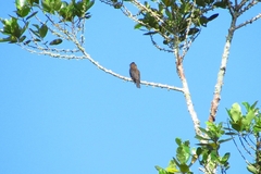 Brachygalba lugubris