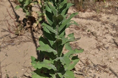 Verbascum simplex