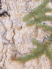 Cheilolejeunea clypeata