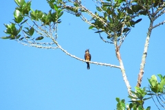 Brachygalba lugubris