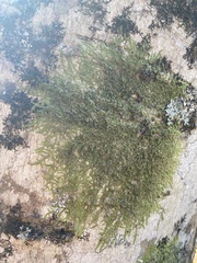 Cheilolejeunea clypeata