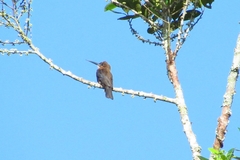 Brachygalba lugubris