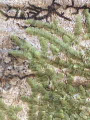 Cheilolejeunea clypeata