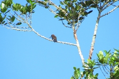 Brachygalba lugubris