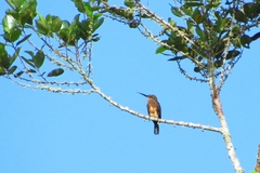 Brachygalba lugubris