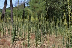 Verbascum simplex