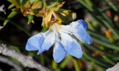 Lechenaultia heteromera