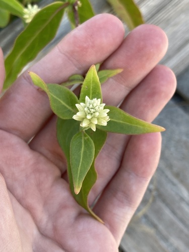 Yellow joyweed (Alternanthera flavescens)