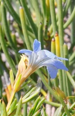 Lechenaultia heteromera