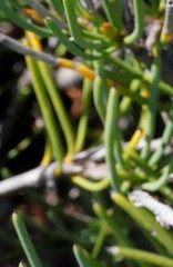 Lechenaultia heteromera