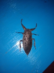 Lethocerus collosicus