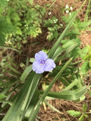 Tradescantieae