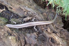 Plestiodon skiltonianus interparietalis