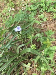 Tradescantieae