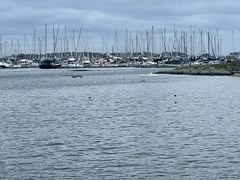 Phoca vitulina