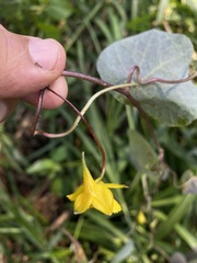 Tropaeolum pendulum