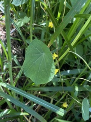 Tropaeolum pendulum