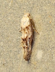 Mompha murtfeldtella