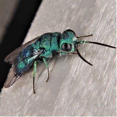 Chrysis cessata