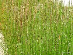 Equisetum ramosissimum