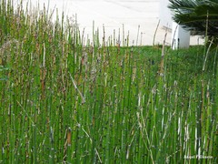 Equisetum ramosissimum