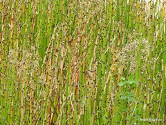 Equisetum ramosissimum