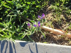 Echium sabulicola decipiens