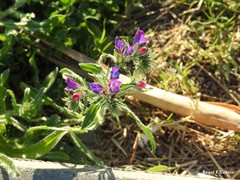 Echium sabulicola decipiens