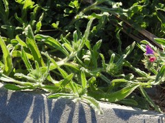Echium sabulicola decipiens