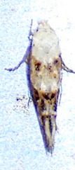 Mompha murtfeldtella